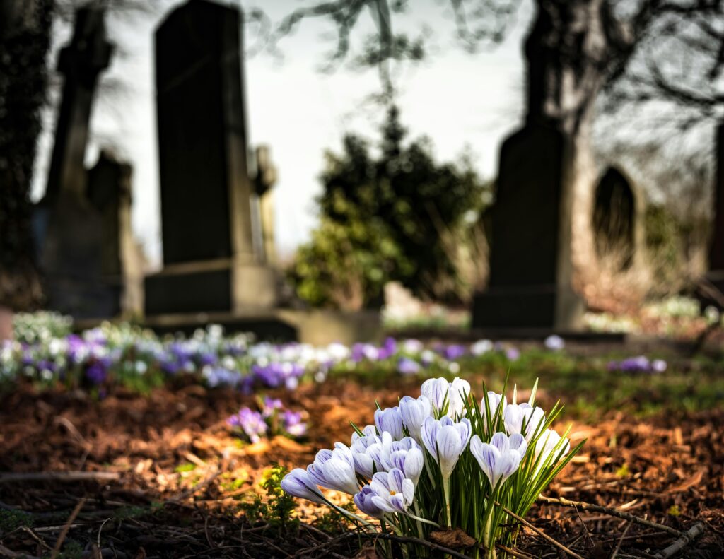 graveyard-church-crocus-cemetery-161280-161280 Delicate crocuses bloom in early spring, contrasting with weathered tombstones in a tranquil graveyard.