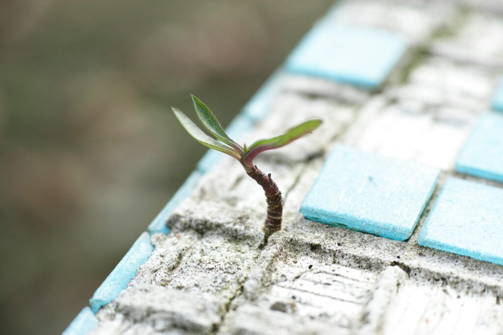 pexels-photo-1438404-1438404 A sprout pushes through worn blue cement tiles, symbolizing resilience and new life.